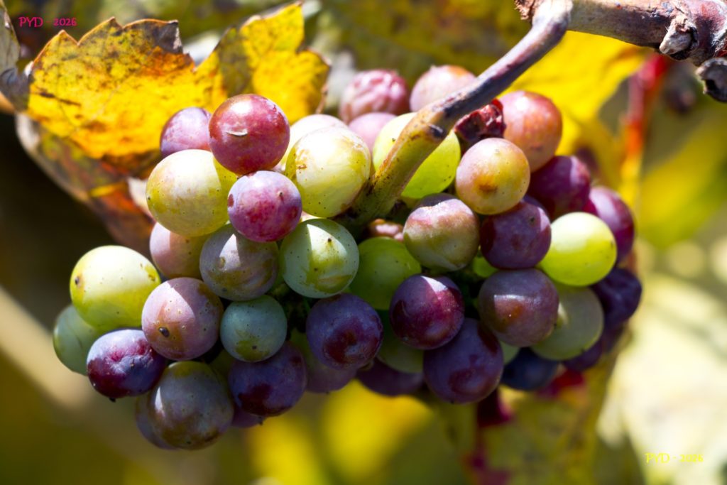 Bourgogne - Beaune