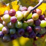 Bourgogne - Beaune