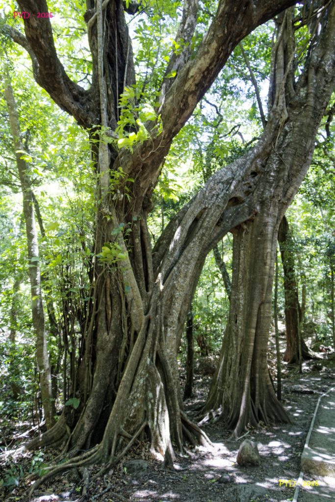 Chlorophylle - Costa Rica
