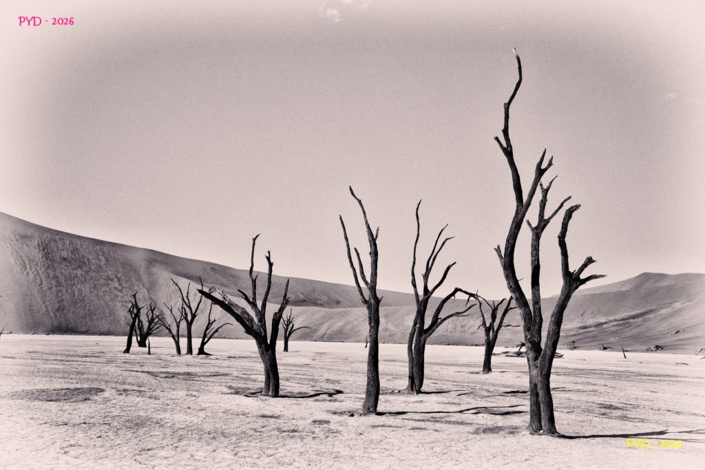 Chlorophylle - Namibie