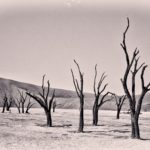 Chlorophylle - Namibie