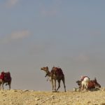 Arts & Vie - Le Caire - Saqqarah - Egypte