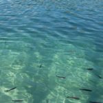 Arts & Vie - Parc de Plitvice - Croatie