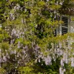 Arts & Vie - Sibenik - Croatie