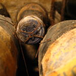 Vin - Bourgogne
