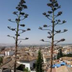 Grenade - Andalousie - Espagne