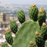 Grenade - Andalousie - Espagne