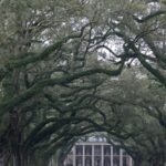 Arts & Vie - Plantations - Louisiane