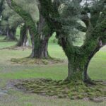 Arts & Vie - Plantations - Louisiane