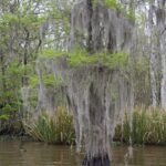 Arts & Vie - Les bayous - Etats-Unis