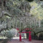Arts & Vie - Les bayous - Etats-Unis