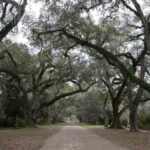 Arts & Vie - Plantations - Louisiane