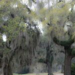 Arts & Vie - Les bayous - Etats-Unis