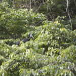 Arts & Vie - Tortuguero - Costa Rica