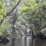 Arts & Vie - Tortuguero - Costa Rica