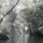 Arts & Vie - Tortuguero - Costa Rica