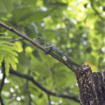 Arts & Vie - Tortuguero - Costa Rica