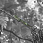 Arts & Vie - Tortuguero - Costa Rica