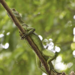Arts & Vie - Tortuguero - Costa Rica