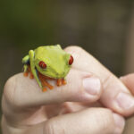 Arts & Vie - Tortuguero - Costa Rica