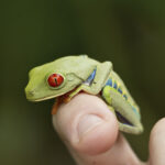 Arts & Vie - Tortuguero - Costa Rica