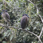 Arts & Vie - Tortuguero - Costa Rica