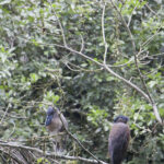Arts & Vie - Tortuguero - Costa Rica