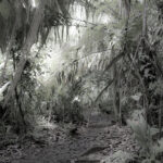 Arts & Vie - Tortuguero - Costa Rica