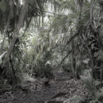 Arts & Vie - Tortuguero - Costa Rica