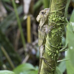 Arts & Vie - Tortuguero - Costa Rica