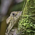 Arts & Vie - Tortuguero - Costa Rica