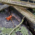 Arts & Vie - Tortuguero - Costa Rica