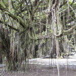 Arts & Vie - Tortuguero - Costa Rica