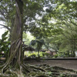Arts & Vie - Tortuguero - Costa Rica