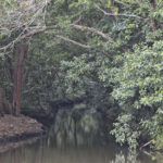 Arts & Vie - Tortuguero - Costa Rica