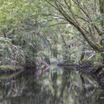 Arts & Vie - Tortuguero - Costa Rica