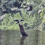 Arts & Vie - Tortuguero - Costa Rica