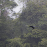 Arts & Vie - Tortuguero - Costa Rica