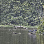 Arts & Vie - Tortuguero - Costa Rica