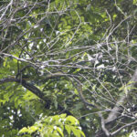 Arts & Vie - Tortuguero - Costa Rica