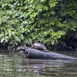 Arts & Vie - Tortuguero - Costa Rica