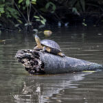 Arts & Vie - Tortuguero - Costa Rica