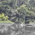 Arts & Vie - Tortuguero - Costa Rica