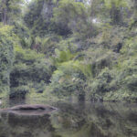 Arts & Vie - Tortuguero - Costa Rica