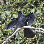 Arts & Vie - Tortuguero - Costa Rica