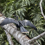 Arts & Vie - Tortuguero - Costa Rica