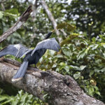 Arts & Vie - Tortuguero - Costa Rica