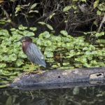 Arts & Vie - Tortuguero - Costa Rica
