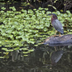 Arts & Vie - Tortuguero - Costa Rica