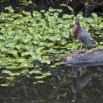 Arts & Vie - Tortuguero - Costa Rica